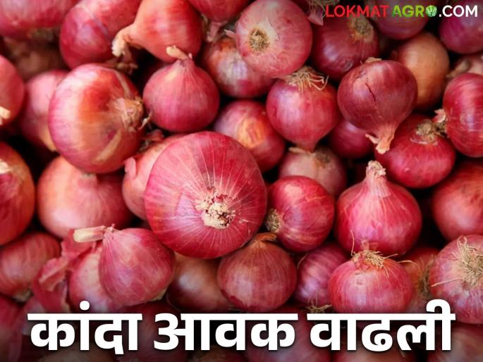Kanda Bajar Bhav : How did the best onion grade get the best price in Shrirampur Market Committee? | Kanda Bajar Bhav : श्रीरामपुर बाजार समितीत सर्वोत्कृष्ट कांद्याच्या वक्कलास कसा मिळाला दर?