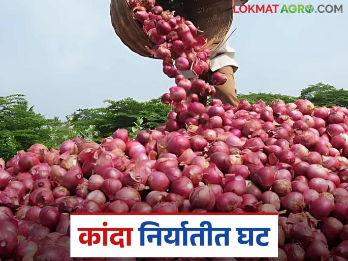 Latest News Kanda Niryat Onion exports decline by 11 percent despite removal of export duty, read in detail | Kanda Niryat : निर्यात शुल्क हटवुनही कांद्याच्या निर्यातीमध्ये 11 टक्के घट, वाचा सविस्तर 