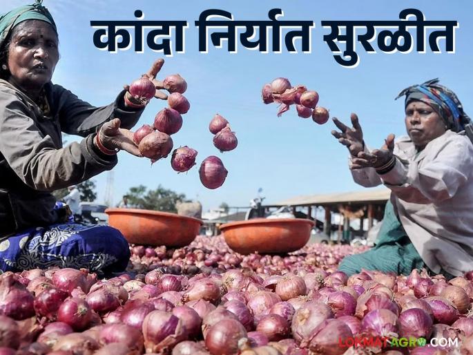 Latest news agriculture news Onion export started no market rate issue know in detail  | Onion Export : कांदा निर्यात सुरळीत, बाजारभावही स्थिर, जाणून घ्या सविस्तर  Latest news agriculture news Onion export started no market rate issue know in detail  | Onion Export : कांदा निर्यात सुरळीत, बाजारभावही स्थिर, जाणून घ्या सविस्तर