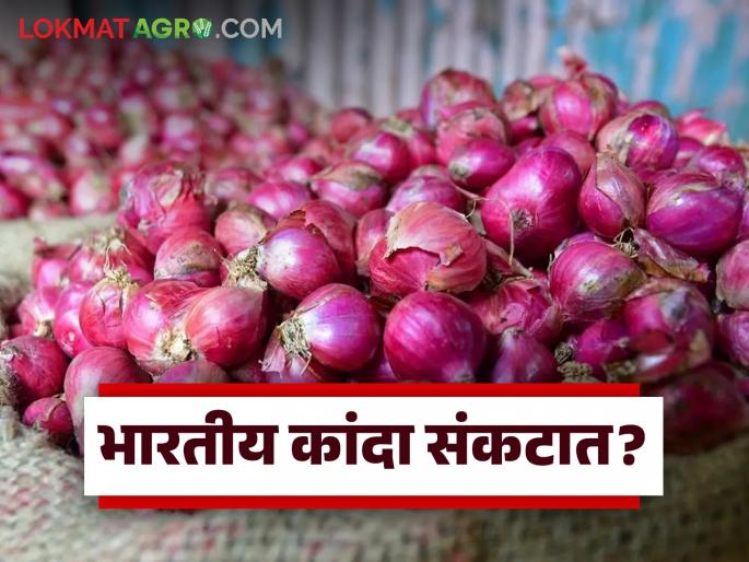 Latest News Kanda Market Indian onion in trouble in international kanda market see details | Kanda Market : आंतरराष्ट्रीय बाजारात भारतीय कांदा संकटात आहे का? जाणून घ्या सविस्तर
