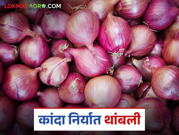 Onion export from JNPA has been stopped for one and a half months; What is the reason? Read in detail | जेएनपीएतून कांदा निर्यात दीड महिन्यांपासून बंद; काय आहे कारण? वाचा सविस्तर