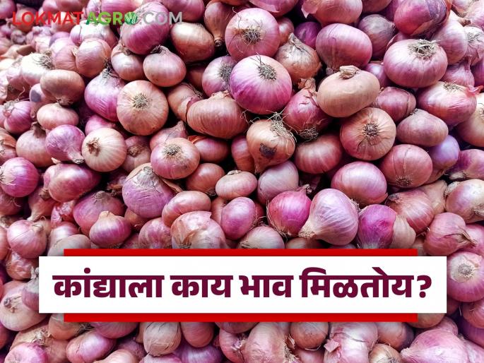 latest News Kanda Bazaar Bhav todays unhal kanda market prices in maharashtra market | Kanda Bajar Bhav : कुठे घसरण तर कुठे दिलासा, राज्यातील कांदा बाजारात काय स्थिती आहे? latest News Kanda Bazaar Bhav todays unhal kanda market prices in maharashtra market | Kanda Bajar Bhav : कुठे घसरण तर कुठे दिलासा, राज्यातील कांदा बाजारात काय स्थिती आहे?