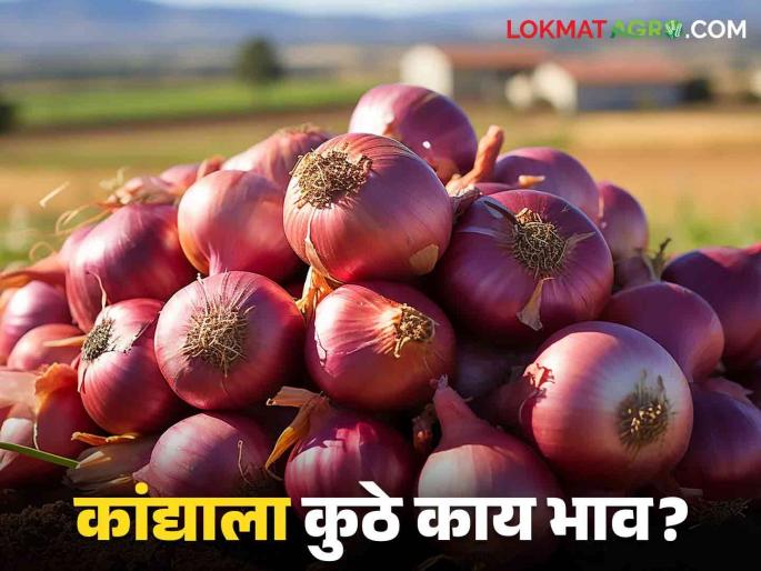Latest News Kanda Bajarbhav Highest Onion Price in Nashik's kanda Market see details | Kanda Bajarbhav: नाशिकच्या 'या' बाजारात कांद्याला सर्वाधिक भाव, वाचा आजचे बाजारभाव Latest News Kanda Bajarbhav Highest Onion Price in Nashik's kanda Market see details | Kanda Bajarbhav: नाशिकच्या 'या' बाजारात कांद्याला सर्वाधिक भाव, वाचा आजचे बाजारभाव