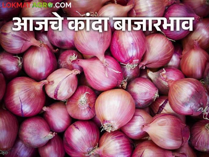 Latest News Kanda Market Update 48 thousand quintals of kanda arrived in Solapur market see market price | Kanda Market Update : सोलापूर बाजारात 48 हजार क्विंटलची आवक, आज काय भाव मिळाला? 