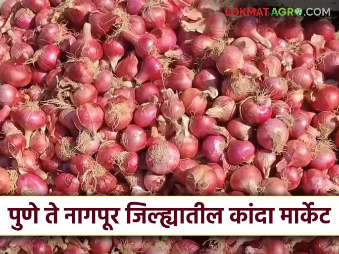 Latest news unhal kanda market onion prices from Pune district to Nagpur district Read in detail | Kanda Market : पुणे जिल्ह्यापासून ते नागपूर जिल्ह्यापर्यंत कांदा दर कसे आहेत? वाचा सविस्तर Latest news unhal kanda market onion prices from Pune district to Nagpur district Read in detail | Kanda Market : पुणे जिल्ह्यापासून ते नागपूर जिल्ह्यापर्यंत कांदा दर कसे आहेत? वाचा सविस्तर