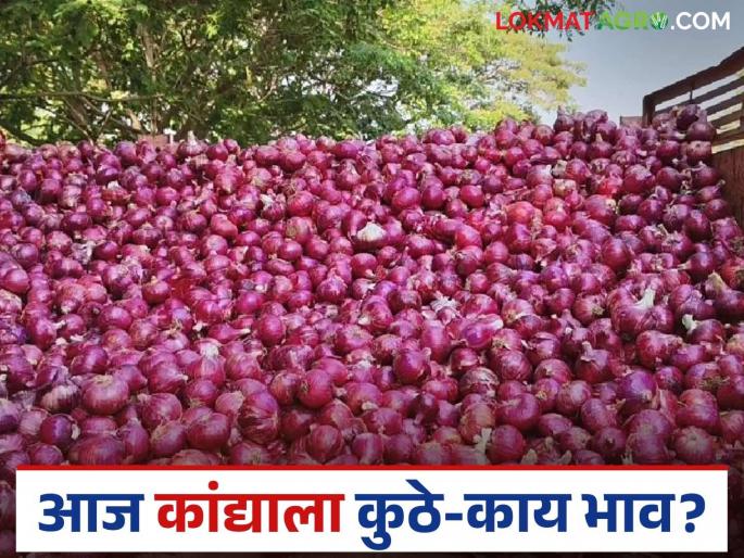 Latest News Kanda market lal and unhal kanda price in Solapur, Lasalgaon market Read in details | Kanda Market : सोलापूर, लासलगाव बाजारात कांद्याला काय दर मिळतोय? वाचा सविस्तर