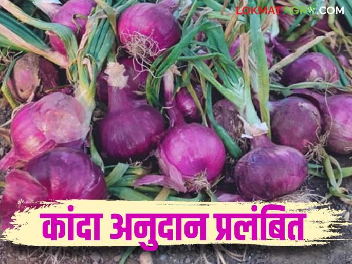 Latest News Kanda Anudan Onion subsidy pending for 9 thousand farmers in Nashik district see details | Kanda Anudan : तुमचंही कांदा अनुदान रखडलंय? नाशिकसह 'या' जिल्ह्यांतील शेतकऱ्यांना प्रतीक्षा  Latest News Kanda Anudan Onion subsidy pending for 9 thousand farmers in Nashik district see details | Kanda Anudan : तुमचंही कांदा अनुदान रखडलंय? नाशिकसह 'या' जिल्ह्यांतील शेतकऱ्यांना प्रतीक्षा