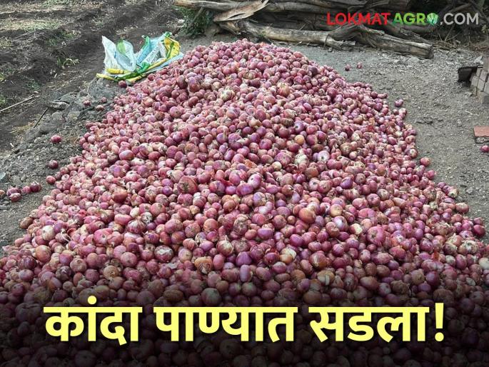Latest news kanda Nuksan Onion seeds rot in unseasonal rains, farmers file for compensation | Kanda Nuksan : अवकाळी पावसात कांद्याची दाणादाण, नुकसानभरपाईसाठी शेतकऱ्यांचे निवेदन 