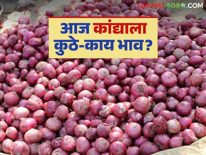 Latest News Kanda market Update Solapur, Lasalgaon onion market update, see details | Kanda Market Update : सोलापूर, लासलगाव कांदा मार्केट अपडेट, पहा आजचे बाजारभाव Latest News Kanda market Update Solapur, Lasalgaon onion market update, see details | Kanda Market Update : सोलापूर, लासलगाव कांदा मार्केट अपडेट, पहा आजचे बाजारभाव