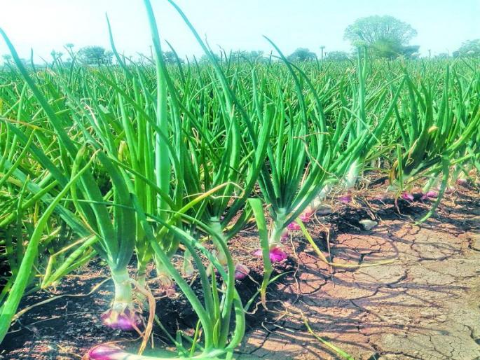 Above ...! Onion layer, long two hands | अबब...! कांद्याची पात, लांब दोन हात