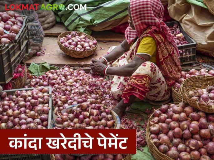 Latest News Kanda Kharedi Payment of outstanding payments of 200 crores for onion purchase begins | कांदा खरेदीचे 200 कोटींचे थकीत पेमेंट देण्याला लागला मुहूर्त, जाणून घ्या सविस्तर  Latest News Kanda Kharedi Payment of outstanding payments of 200 crores for onion purchase begins | कांदा खरेदीचे 200 कोटींचे थकीत पेमेंट देण्याला लागला मुहूर्त, जाणून घ्या सविस्तर