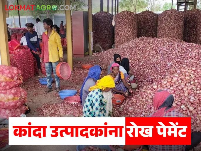 Latest News Nashik Kanda Market Sell onions and take cash payment deola market committee's decision, read in detail | Nashik Kanda Market : कांदा विक्री करा आणि रोख पेमेंट घ्या, 'या' बाजार समितीचा निर्णय, वाचा सविस्तर  Latest News Nashik Kanda Market Sell onions and take cash payment deola market committee's decision, read in detail | Nashik Kanda Market : कांदा विक्री करा आणि रोख पेमेंट घ्या, 'या' बाजार समितीचा निर्णय, वाचा सविस्तर