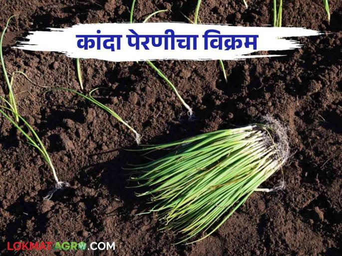 After 30 years, This District is onion sown on 27 thousand hectares in Kharif season this year | तीस वर्षानंतर यंदा खरिपात या जिल्ह्यात कांद्याची २७ हजार हेक्टरवर पेरणी After 30 years, This District is onion sown on 27 thousand hectares in Kharif season this year | तीस वर्षानंतर यंदा खरिपात या जिल्ह्यात कांद्याची २७ हजार हेक्टरवर पेरणी