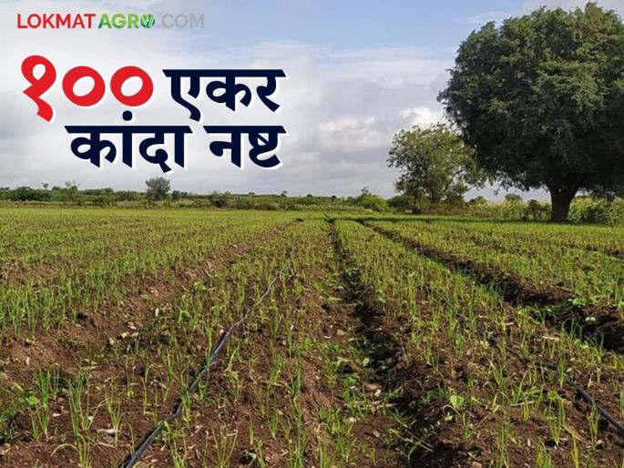 Latest News Herbicide sprayed on onions, 100 acres damaged in Deola, read in detail | Agriculture News : कांद्यावर फवारले तणनाशक, देवळ्यात शंभर एकराचे नुकसान, वाचा सविस्तर  Latest News Herbicide sprayed on onions, 100 acres damaged in Deola, read in detail | Agriculture News : कांद्यावर फवारले तणनाशक, देवळ्यात शंभर एकराचे नुकसान, वाचा सविस्तर