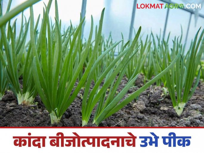 latest News Kanda Crop management when onion seed production is standing crop, read in detail | Kanda Crop Management : कांदा बीजोत्पादनाचे उभे पीक असताना असे करा व्यवस्थापन, वाचा सविस्तर  latest News Kanda Crop management when onion seed production is standing crop, read in detail | Kanda Crop Management : कांदा बीजोत्पादनाचे उभे पीक असताना असे करा व्यवस्थापन, वाचा सविस्तर