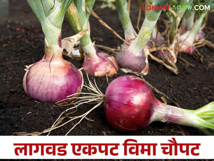 Big news about crop insurance.. Onion planted on 75 thousand hectares, 2.63 lakh hectares insured | पिक विम्याबद्दल मोठी बातमी.. कांदा लावला ७५ हजार हेक्टरवर, विमा काढला २.६३ लाख हेक्टरचा Big news about crop insurance.. Onion planted on 75 thousand hectares, 2.63 lakh hectares insured | पिक विम्याबद्दल मोठी बातमी.. कांदा लावला ७५ हजार हेक्टरवर, विमा काढला २.६३ लाख हेक्टरचा