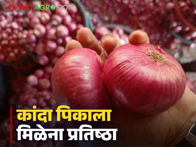 Nashik Onion Issue Vidhansabha Election 2024 Pending questions on onion rates and export policy remain read in detail | Nashik Onion Issue : कांद्याचे तेच प्रश्न, तीच आंदोलने, दराचा मुद्दा रेंगाळतोय, वाचा सविस्तर  Nashik Onion Issue Vidhansabha Election 2024 Pending questions on onion rates and export policy remain read in detail | Nashik Onion Issue : कांद्याचे तेच प्रश्न, तीच आंदोलने, दराचा मुद्दा रेंगाळतोय, वाचा सविस्तर