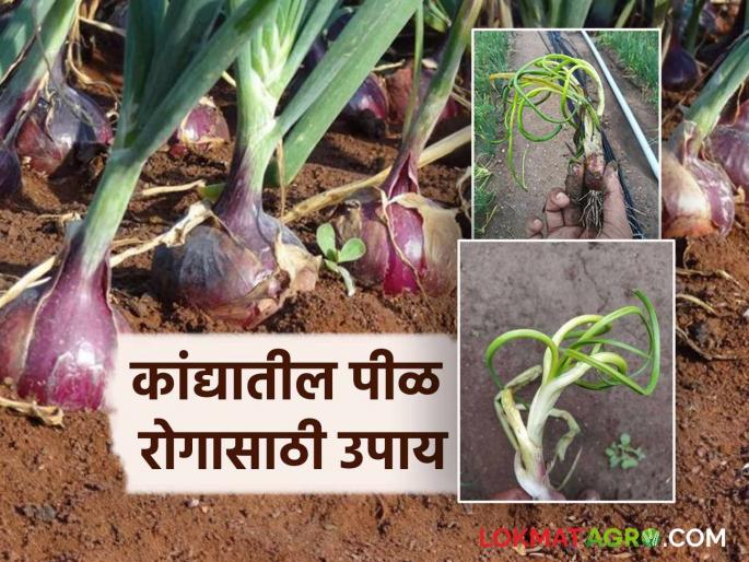 Kanda Pil Rog : Follow this simple remedy to control the twister disease in onion crop | Kanda Pil Rog : कांदा पिकावरील पिळ रोगाच्या नियंत्रणासाठी करा हे सोपे उपाय Kanda Pil Rog : Follow this simple remedy to control the twister disease in onion crop | Kanda Pil Rog : कांदा पिकावरील पिळ रोगाच्या नियंत्रणासाठी करा हे सोपे उपाय