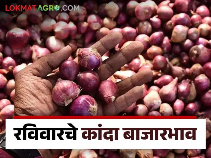 Latest News Kanda Bajarbhav highest arrival of local Onion In pune market see details | Kanda Bajarbhav : पुण्यात लोकल कांद्याची सर्वाधिक आवक, आज काय भाव मिळाला?  Latest News Kanda Bajarbhav highest arrival of local Onion In pune market see details | Kanda Bajarbhav : पुण्यात लोकल कांद्याची सर्वाधिक आवक, आज काय भाव मिळाला?