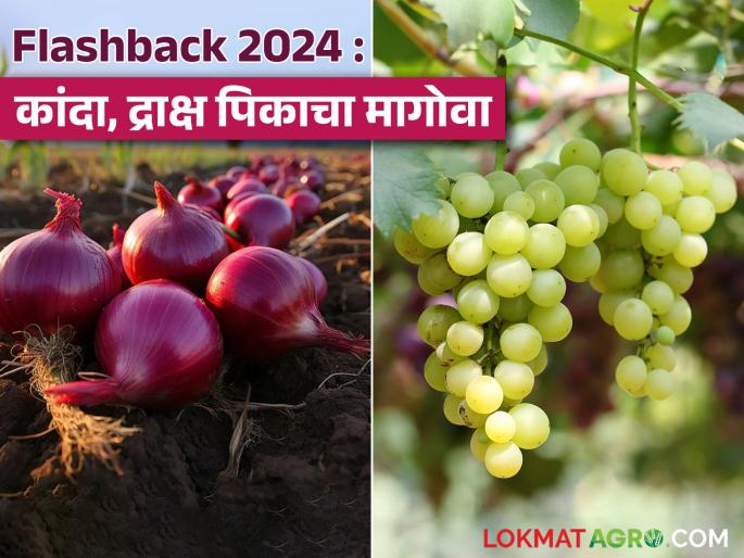 latest News Flashback 2024 Kanda, Grapes Crops How was 2024 for onion and grape crops see details | Kanda, Grapes Crops : कांदा अन् द्राक्ष पिकासाठी 2024 हे वर्ष कसे राहिले? जाणून घ्या सविस्तर  latest News Flashback 2024 Kanda, Grapes Crops How was 2024 for onion and grape crops see details | Kanda, Grapes Crops : कांदा अन् द्राक्ष पिकासाठी 2024 हे वर्ष कसे राहिले? जाणून घ्या सविस्तर