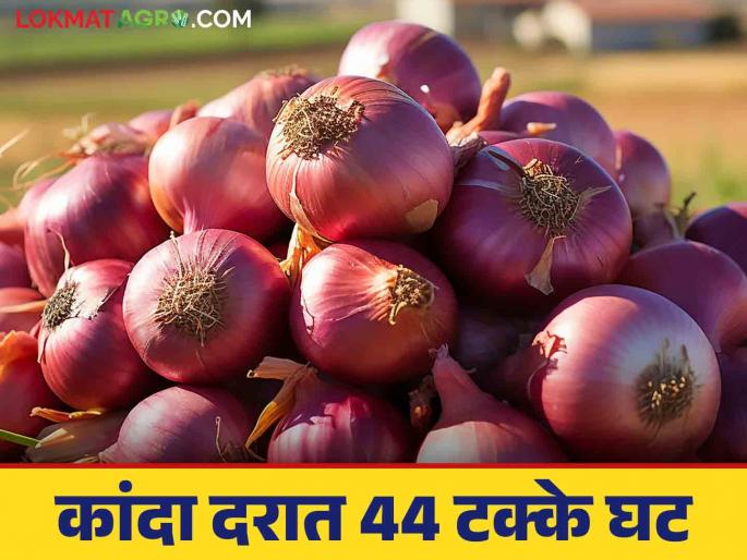 Latest News Kanda Market Update Onion prices fell by 44 percent in month, know details | Kanda Market Update : एका महिन्यात कांद्याचे भाव 44 टक्क्यांनी घसरले, जाणून घ्या सविस्तर 