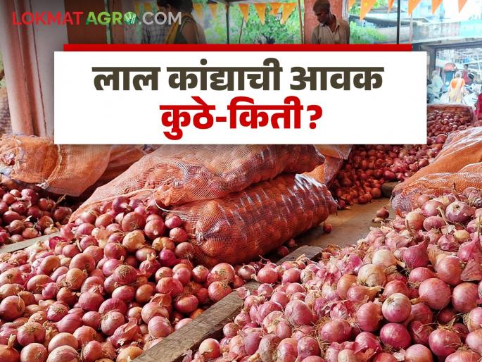 Latest News Lal kanda market Improvement in Solapur, Lasalgaon onion market see kanda market update | Lal Kanda Market : सोलापूर, लासलगाव कांदा बाजारात सुधारणा, लाल कांद्याला काय भाव मिळतोय? 
