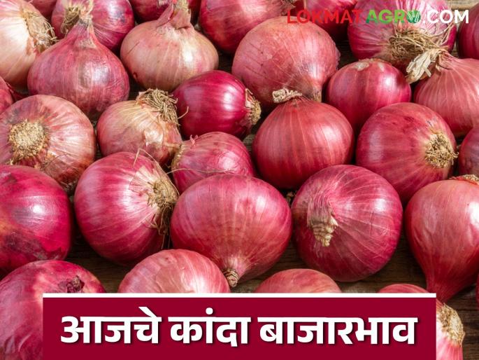 Latest News Kanda Market Update Local onion prices fall in Pune market, read details | Pune Kanda Market : पुणे बाजारात लोकल कांदा दरात घसरण, वाचा आजचे कांदा बाजारभाव Latest News Kanda Market Update Local onion prices fall in Pune market, read details | Pune Kanda Market : पुणे बाजारात लोकल कांदा दरात घसरण, वाचा आजचे कांदा बाजारभाव