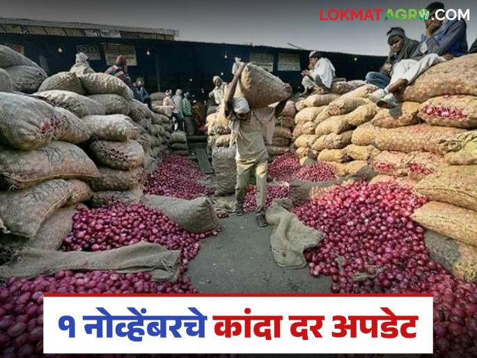 Latest News Kanda Market see onion prices on first day of November, know in detail | Kanda Market : नोव्हेंबरच्या पहिल्याच दिवशी कांद्याचे दर काय आहेत, जाणून घ्या सविस्तर 