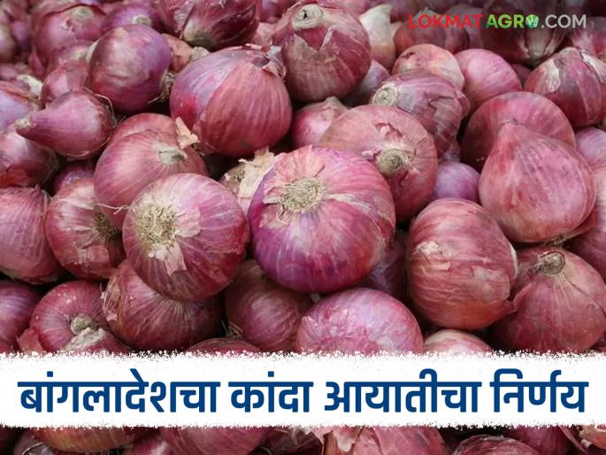 Latest News Kanda Niryat Bangladesh allows India to import onions, will prices increase | Kanda Niryat : भारताच्या कांदा आयातीस बांगलादेशची परवानगी, भाव वाढतील का? Latest News Kanda Niryat Bangladesh allows India to import onions, will prices increase | Kanda Niryat : भारताच्या कांदा आयातीस बांगलादेशची परवानगी, भाव वाढतील का?