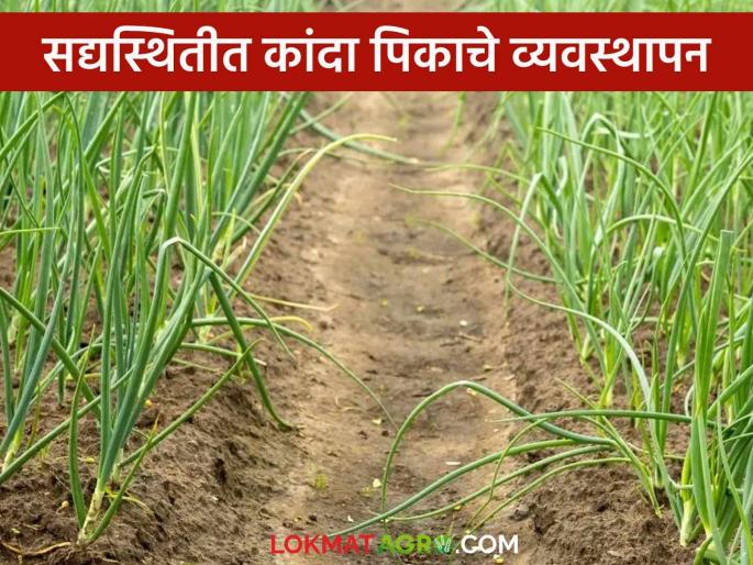 Latest News Kanda Crop Management Care to be taken in onion nursery and crop in cloudy weather, read in detail | Kanda Crop Management : ढगाळ वातावरणामध्ये कांदा रोपवाटिका व पिकाची घ्यावयाची काळजी, वाचा सविस्तर Latest News Kanda Crop Management Care to be taken in onion nursery and crop in cloudy weather, read in detail | Kanda Crop Management : ढगाळ वातावरणामध्ये कांदा रोपवाटिका व पिकाची घ्यावयाची काळजी, वाचा सविस्तर