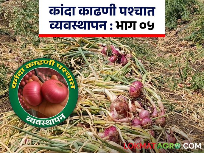 Latest news Kanda Sathvanuk Onion Disease Possibility of disease outbreak on onions after storage | Kanda Sathavnuk : कांदा साठवणुकीत कोणते रोग येतात? रोग येऊ नये म्हणून काय करावे?  Latest news Kanda Sathvanuk Onion Disease Possibility of disease outbreak on onions after storage | Kanda Sathavnuk : कांदा साठवणुकीत कोणते रोग येतात? रोग येऊ नये म्हणून काय करावे?