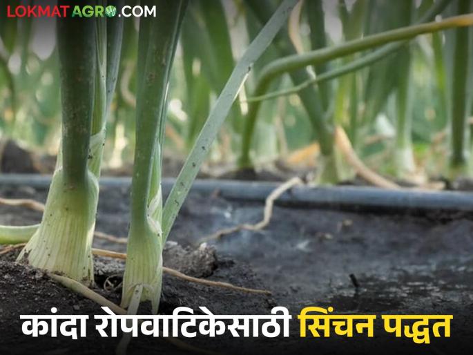 Latest News Kanda Ropvatika Should drip or sprinkler irrigation be used in onion nursery, know in detail | कांदा रोपवाटिकेत ठिबक की तुषार सिंचन पद्धत वापरावी, जाणून घ्या सविस्तर 