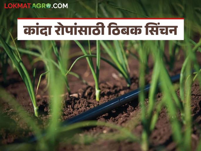 latest News Drip irrigation for onion plants, how to benefit from drip irrigation in the gadiwafa method | कांदा रोपांसाठी ठिबक सिंचन, गादीवाफा पद्धतीत ठिबक सिंचनाचा फायदा कसा होईल! latest News Drip irrigation for onion plants, how to benefit from drip irrigation in the gadiwafa method | कांदा रोपांसाठी ठिबक सिंचन, गादीवाफा पद्धतीत ठिबक सिंचनाचा फायदा कसा होईल!