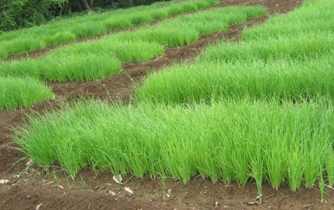 Farmers have a tendency towards onion cultivation due to high rates | उच्चांकी दरामुळे शेतकऱ्यांचा कांदा लागवडीकडे कल Farmers have a tendency towards onion cultivation due to high rates | उच्चांकी दरामुळे शेतकऱ्यांचा कांदा लागवडीकडे कल