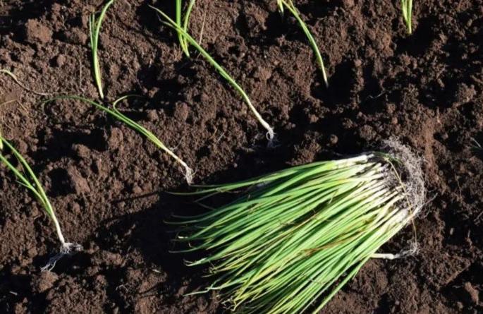 Outbreaks appear to be exacerbated during onion seedlings | कांदा रोपावर मर रोगाचा प्रादुर्भाव