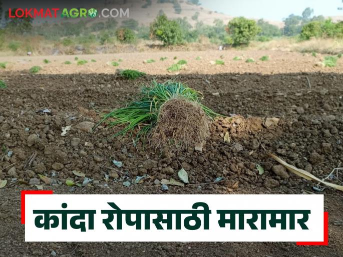 Latest News Agriculture News kanda Rope Rate Onion seeds, plant prices Read in detail | Agriculture News : कांदा रोपासाठी मारामार, कांद्याचे बी, रोपांचा भाव काय? वाचा सविस्तर  Latest News Agriculture News kanda Rope Rate Onion seeds, plant prices Read in detail | Agriculture News : कांदा रोपासाठी मारामार, कांद्याचे बी, रोपांचा भाव काय? वाचा सविस्तर