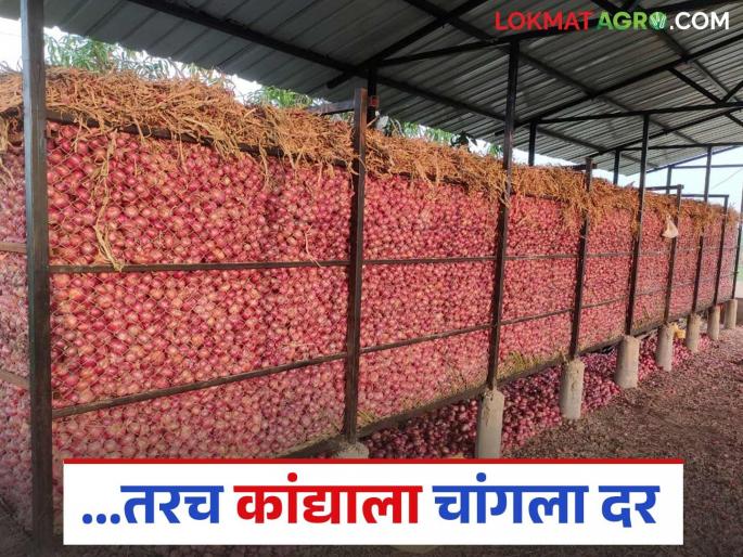 If you want a good price for onions in the future, follow these simple steps before and during storage | भविष्यात कांद्याला चांगला दर पाहिजे असेल तर साठवणुकीपूर्वी व साठवणुकीत करा हे उपाय If you want a good price for onions in the future, follow these simple steps before and during storage | भविष्यात कांद्याला चांगला दर पाहिजे असेल तर साठवणुकीपूर्वी व साठवणुकीत करा हे उपाय