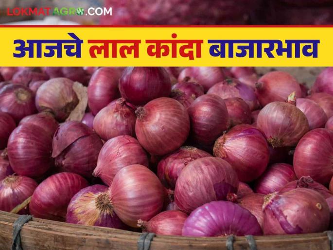 Latest News Kanda Market Update Red onion prices down in Nashik including Solapur, see details | Kanda Market Update : सोलापूरसह नाशिकमध्ये लाल कांदा दरात घसरण, आज काय बाजारभाव मिळाला? Latest News Kanda Market Update Red onion prices down in Nashik including Solapur, see details | Kanda Market Update : सोलापूरसह नाशिकमध्ये लाल कांदा दरात घसरण, आज काय बाजारभाव मिळाला?