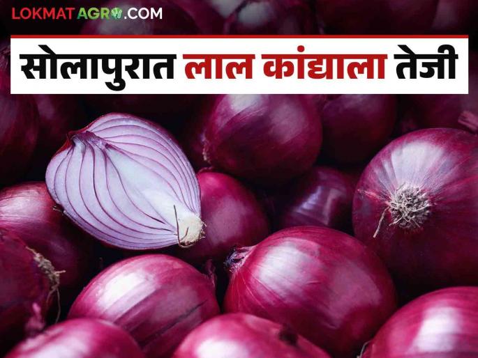 Latest News Kanda Market Increase in red onion price in Solapur market, see today kanda bajarbhav | Solapur Kanda Market : सोलापूर बाजारात लाल कांदा दरात तेजी, वाचा आजचे बाजारभाव Latest News Kanda Market Increase in red onion price in Solapur market, see today kanda bajarbhav | Solapur Kanda Market : सोलापूर बाजारात लाल कांदा दरात तेजी, वाचा आजचे बाजारभाव