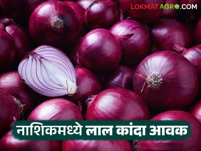 latest News Kanda Market Update 1 lakh onions arrived in maharashtra see todays kanda bajarbhav | Kanda Market Update : राज्यात 1 लाख कांद्याची आवक, लाल कांद्याला काय भाव मिळाला? latest News Kanda Market Update 1 lakh onions arrived in maharashtra see todays kanda bajarbhav | Kanda Market Update : राज्यात 1 लाख कांद्याची आवक, लाल कांद्याला काय भाव मिळाला?
