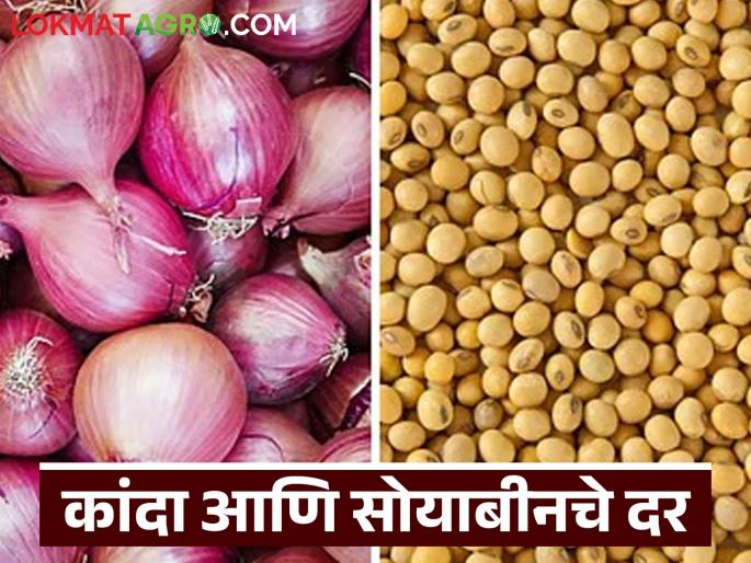 Latest news Kanda Soyabean Market Read in detail what prices onion and soybean got on Lakshmi Pujan in diwali 2025 | Kanda, Soyabean Market : लक्ष्मीपूजनच्या दिवशी कांदा, सोयाबीनला काय भाव मिळाले, वाचा सविस्तर 