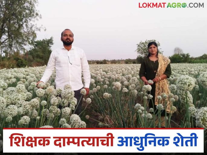 Farmer Story: Read the success story of the Bhosale couple who run a school and conduct modern experiments on the farm in detail. | Farmer Story: शाळा सांभाळून शेतात आधुनिक प्रयोग करणारे भोसले दाम्पत्याची यशकथा वाचा सविस्तर
