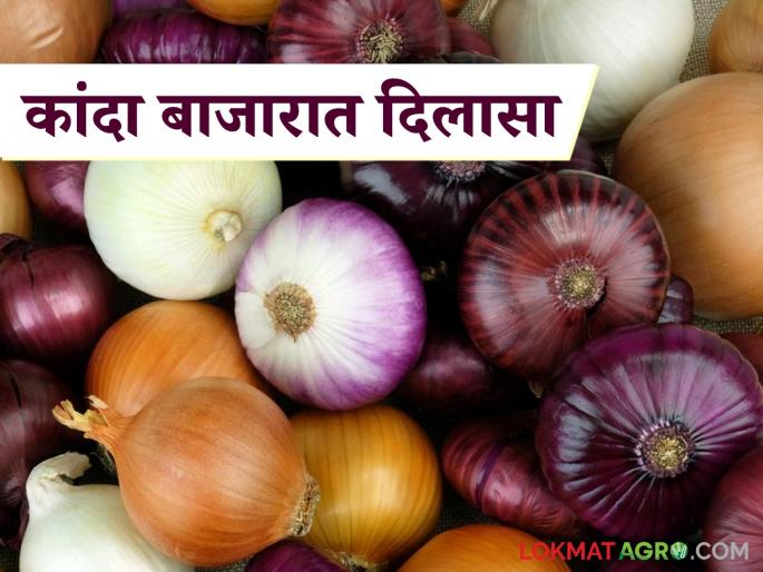 Latest News Red onion prices improve see todays kanda bajarbhav in maharashtra yards check here | Kanda Market Update : लाल कांदा दरात सुधारणा, राज्यात कुठे-काय भाव मिळतोय? वाचा आजचे बाजारभाव Latest News Red onion prices improve see todays kanda bajarbhav in maharashtra yards check here | Kanda Market Update : लाल कांदा दरात सुधारणा, राज्यात कुठे-काय भाव मिळतोय? वाचा आजचे बाजारभाव