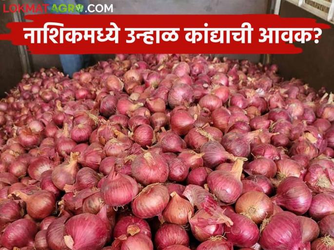 Latest News Kanda Bajarbhav Inflow of red onion increased todays onion market price | Kanda Bajarbhav : सोलापुरात लाल कांद्याची आवक वाढली, वाचा आजचे सविस्तर कांदा बाजारभाव