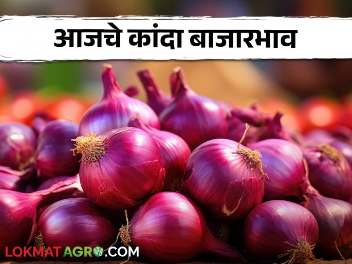 Latest news Kanda Bajar Bhav price being offered in top onion market in maharashtra | Kanda Bajar Bhav : राज्यातील या टॉपच्या कांदा मार्केटमध्ये काय दर मिळतोय? वाचा सविस्तर Latest news Kanda Bajar Bhav price being offered in top onion market in maharashtra | Kanda Bajar Bhav : राज्यातील या टॉपच्या कांदा मार्केटमध्ये काय दर मिळतोय? वाचा सविस्तर