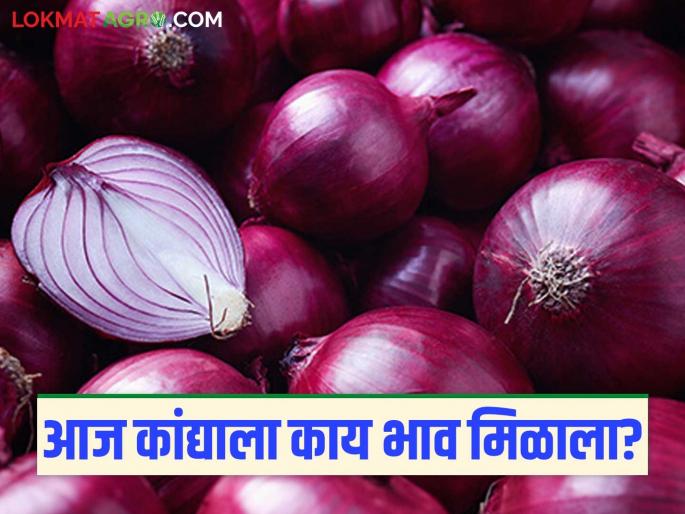 Latest News Kanda bajar Bhav Todays Onion Market price in maharashtra see details | Kanda Bajar Bhav : राज्यातील या बाजारात कांद्याला हंगामातील सर्वात कमी दर मिळाला? वाचा सविस्तर 