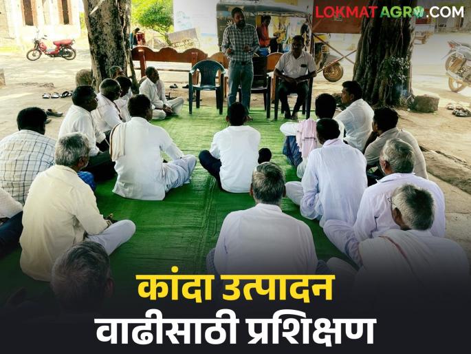 Latest News Kanda lagvad Keep these things in mind to increase onion production, know in detail | Kanda Lagvad : कांदा उत्पादन वाढविण्यासाठी 'या' गोष्टी लक्षात ठेवा, जाणून घ्या सविस्तर 