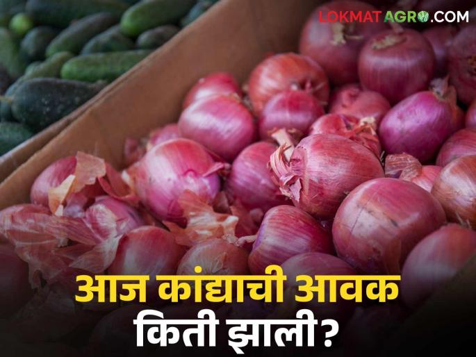 Latest News Onion prices in Solapur and other markets have fallen below Rs 1 thousand read in detail | Kanda Bajar Bhav : सोलापूरसह इतर कांदा मार्केटमध्ये दर हजाराच्या खाली आले, वाचा सविस्तर  Latest News Onion prices in Solapur and other markets have fallen below Rs 1 thousand read in detail | Kanda Bajar Bhav : सोलापूरसह इतर कांदा मार्केटमध्ये दर हजाराच्या खाली आले, वाचा सविस्तर