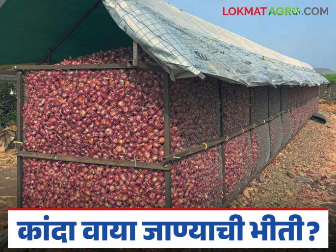 latest news Kanda Bajar Bhav : Concerns grow over damp onion stocks; Farmers demand price hike! | Kanda Bajar Bhav : कांद्याच्या ओलसर साठ्याने चिंतेत वाढ; शेतकऱ्यांची भाववाढीसाठी आर्त मागणी!