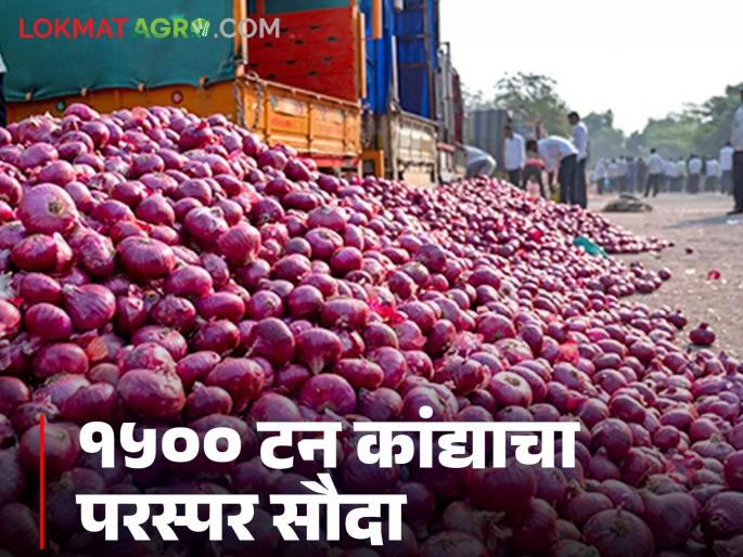 Latest News Nafed Onion Issue First bought at Rs 35, sold at higher price in market, mutual deal for 1500 tonnes of onions | Kanda Ghotala : आधी 35 रुपये दराने खरेदी, बाजारात चढ्या दराने विक्री, 1500 टन कांद्याचा परस्पर सौदा!
